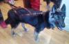 Фотография к отзыву - Шлейка ездовая Dream Sled Dog  4, XL, черный с рисунком
